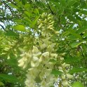 Robinia pseudoacacia 'Unifolia' fleur